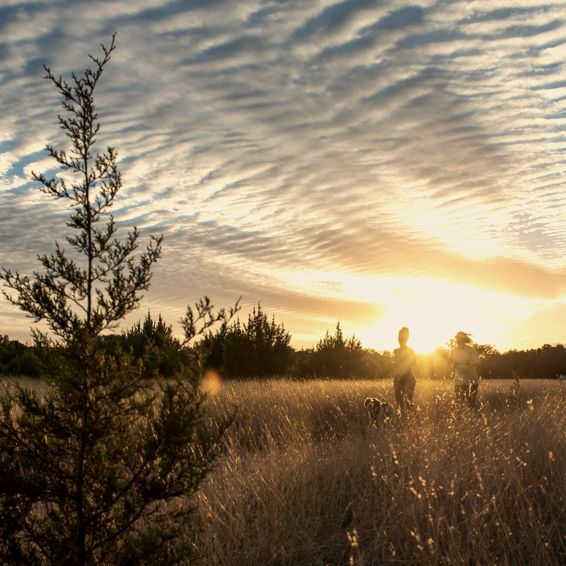 Two runners in a golden field at sunset